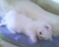 Avenirtel | voyant Octavia