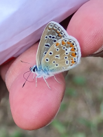 Avenirtel | voyant Auguste